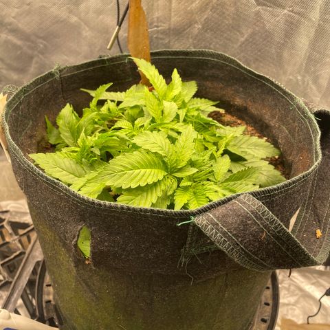 Unknown strain growlog timeline photo