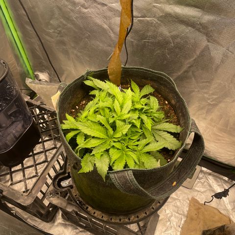 Unknown strain growlog timeline photo