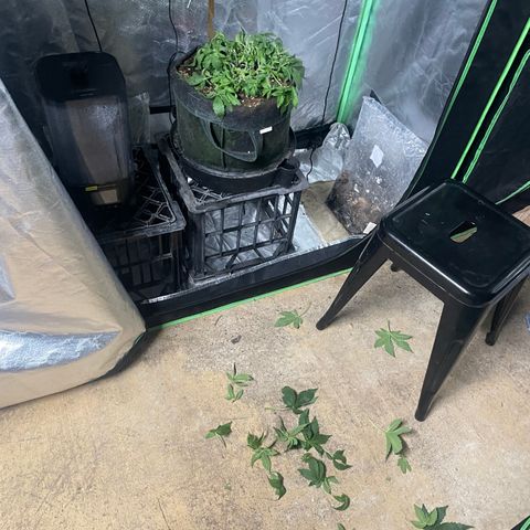 Unknown strain growlog timeline photo