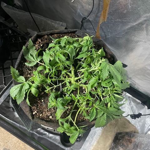 Unknown strain growlog timeline photo