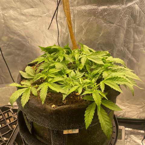 Unknown strain growlog timeline photo