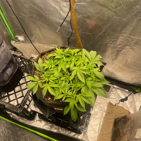 Unknown strain growlog timeline photo