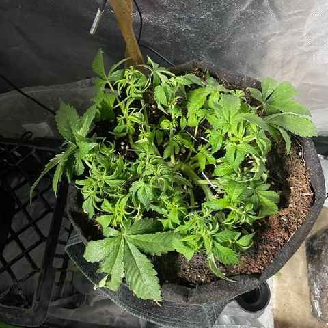 Unknown strain growlog timeline photo