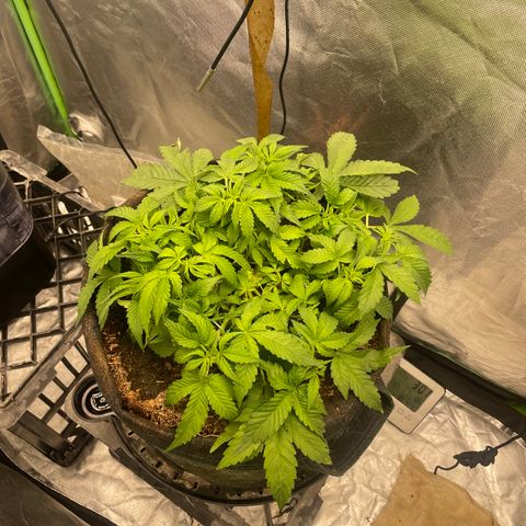 Unknown strain growlog timeline photo
