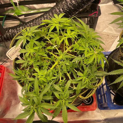 Unknown strain growlog timeline photo