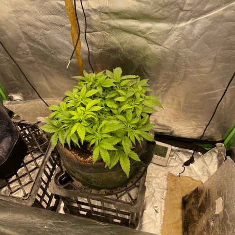 Unknown strain growlog timeline photo