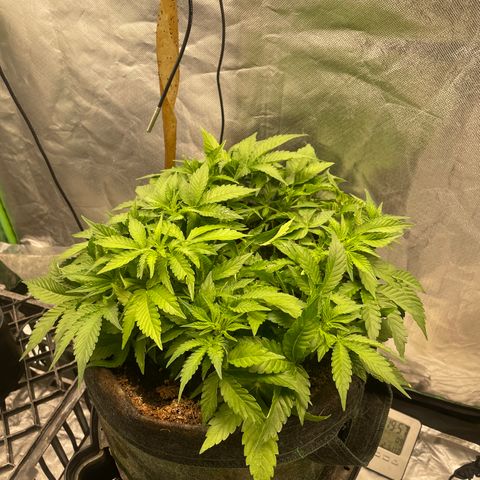 Unknown strain growlog timeline photo