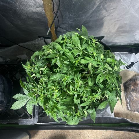 Unknown strain growlog timeline photo