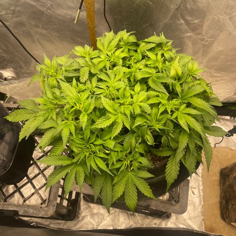 Unknown strain growlog timeline photo