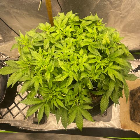 Unknown strain growlog timeline photo