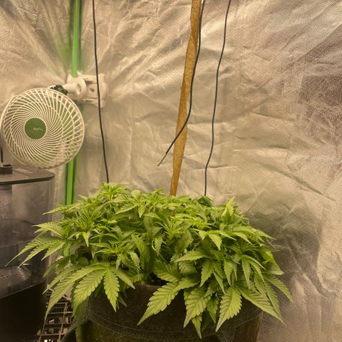 Unknown strain growlog timeline photo