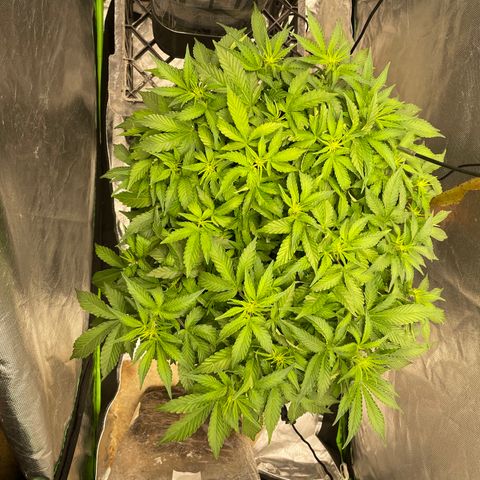 Unknown strain growlog timeline photo