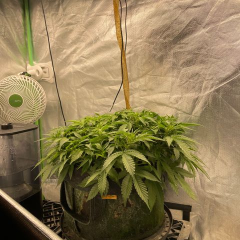 Unknown strain growlog timeline photo