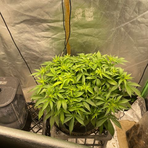 Unknown strain growlog timeline photo