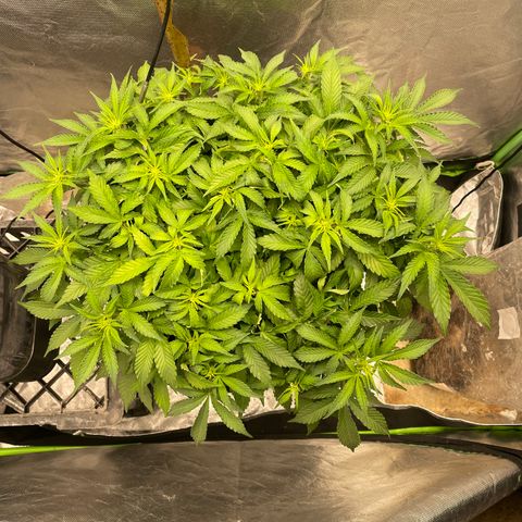 Unknown strain growlog timeline photo