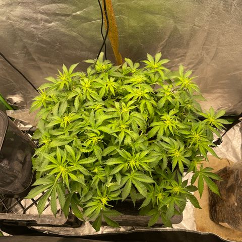 Unknown strain growlog timeline photo