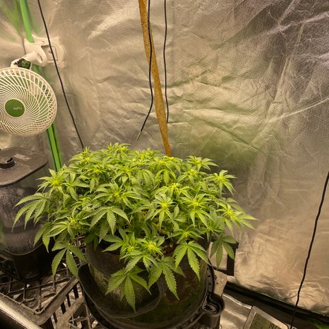 Unknown strain growlog timeline photo