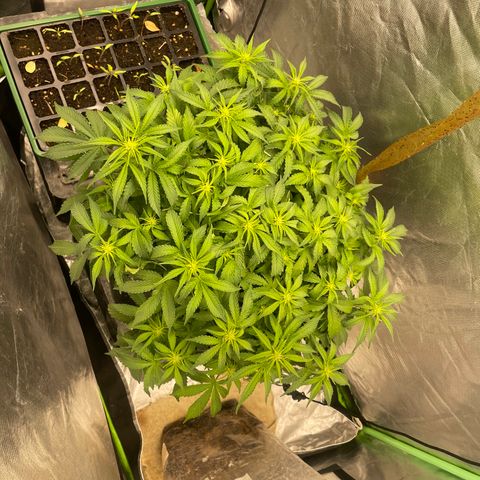 Unknown strain growlog timeline photo