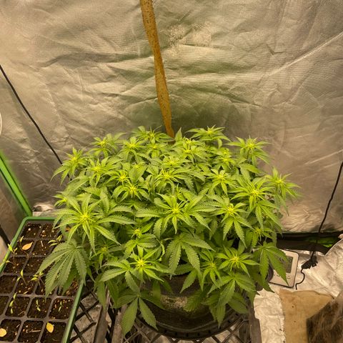 Unknown strain growlog timeline photo