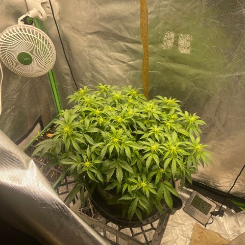 Unknown strain growlog timeline photo