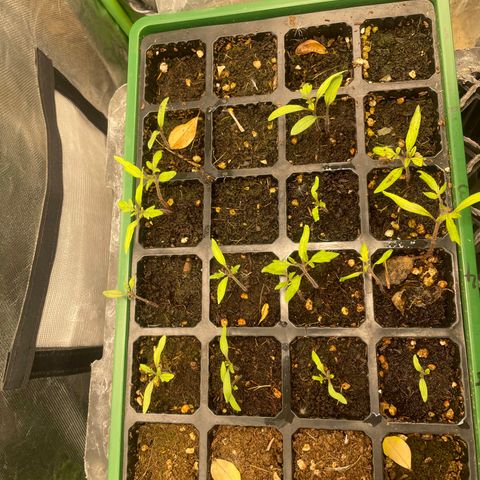 Unknown strain growlog timeline photo