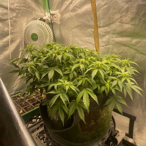 Unknown strain growlog timeline photo