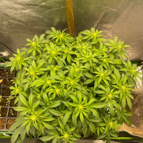 Unknown strain growlog timeline photo