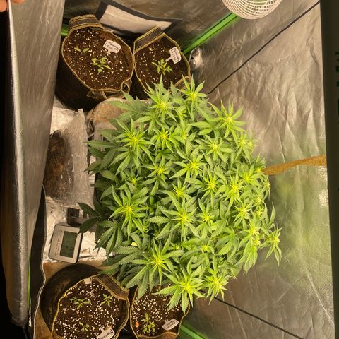 Unknown strain growlog timeline photo