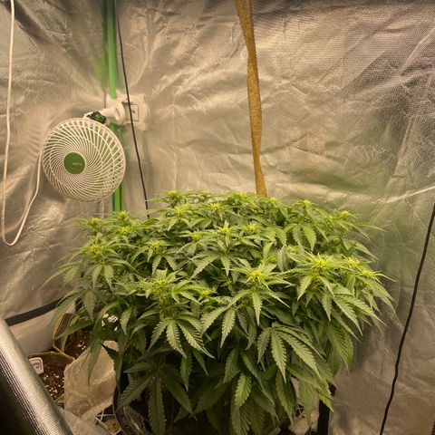 Unknown strain growlog timeline photo