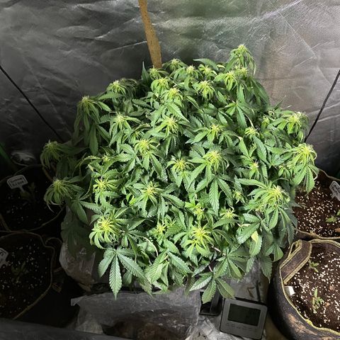 Unknown strain growlog timeline photo