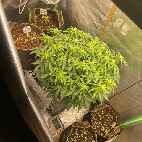 Unknown strain growlog timeline photo