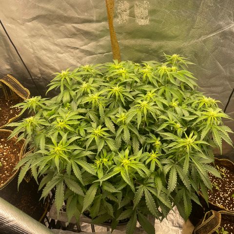 Unknown strain growlog timeline photo
