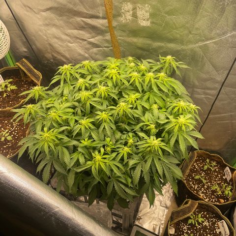 Unknown strain growlog timeline photo
