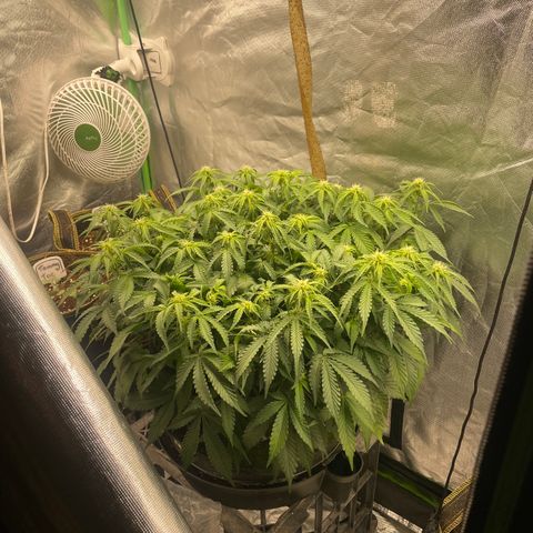 Unknown strain growlog timeline photo