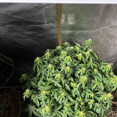 Unknown strain growlog timeline photo
