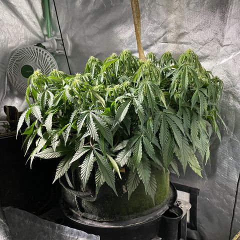 Unknown strain growlog timeline photo