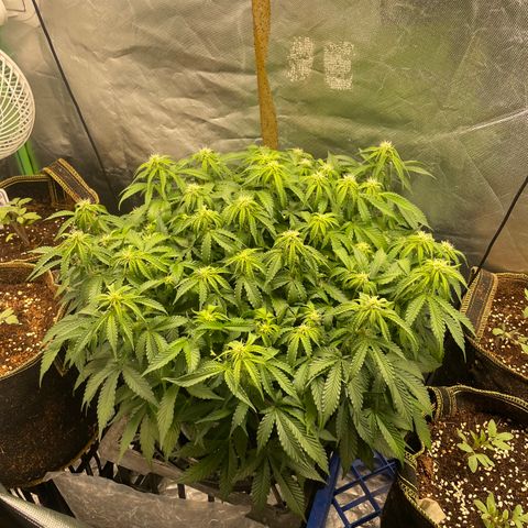 Unknown strain growlog timeline photo