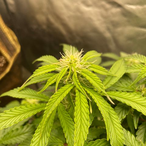 Unknown strain growlog timeline photo