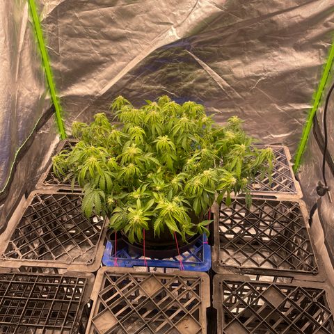 Unknown strain growlog timeline photo
