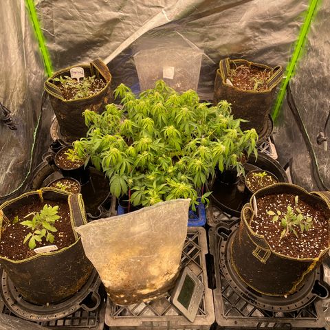 Unknown strain growlog timeline photo
