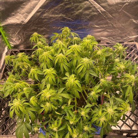 Unknown strain growlog timeline photo