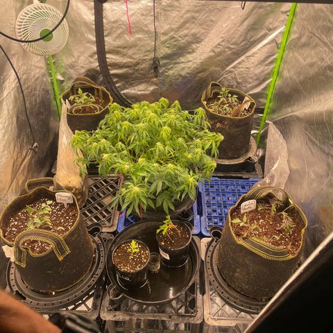 Unknown strain growlog timeline photo