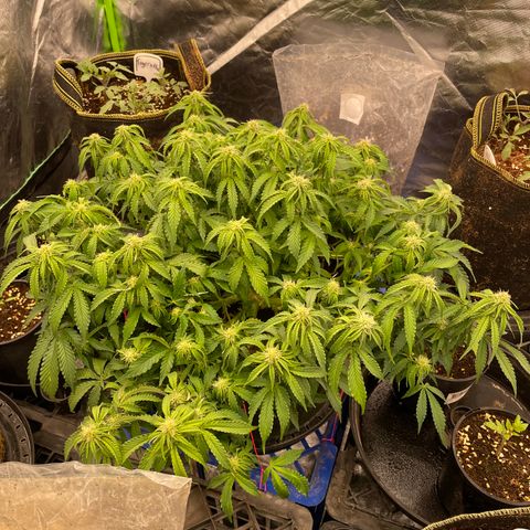 Unknown strain growlog timeline photo