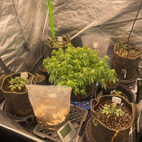 Unknown strain growlog timeline photo