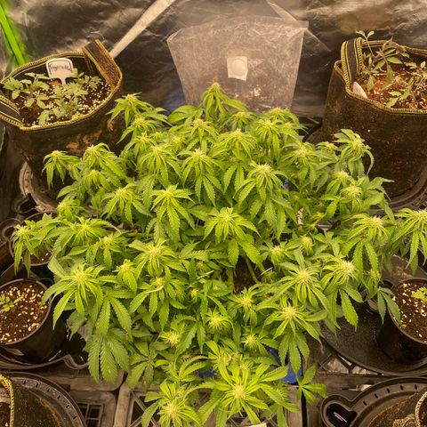 Unknown strain growlog timeline photo