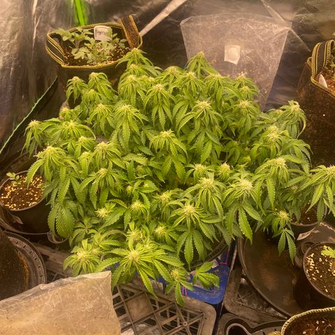 Unknown strain growlog timeline photo