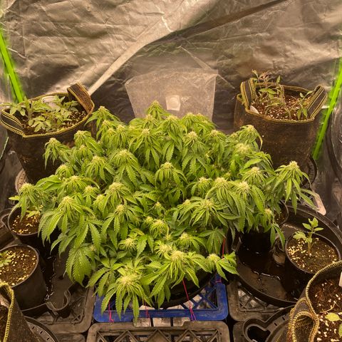 Unknown strain growlog timeline photo