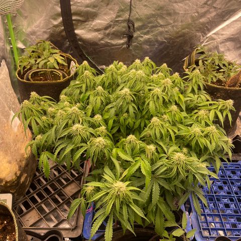 Unknown strain growlog timeline photo