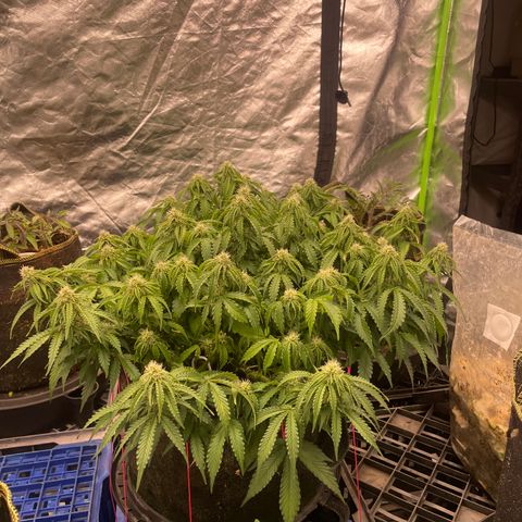 Unknown strain growlog timeline photo