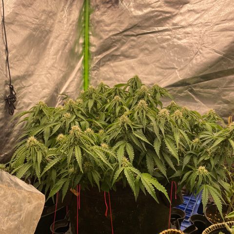Unknown strain growlog timeline photo